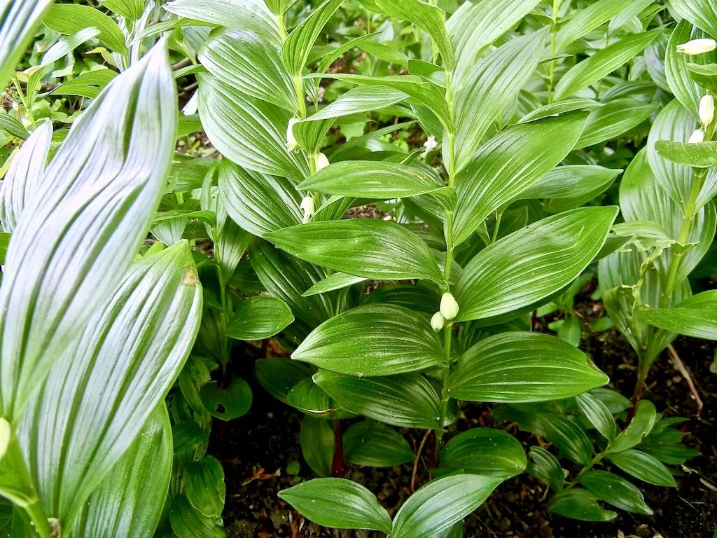 Polygonatum odoratum-1 - Online Flower Garden Polygonatum odoratum