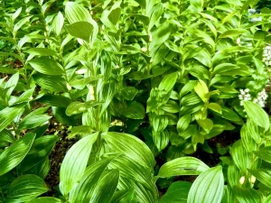 Polygonatum odoratum