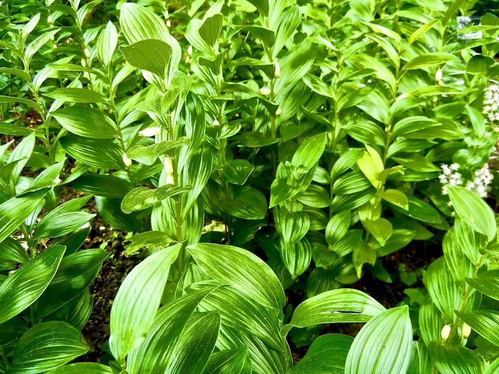 Polygonatum odoratum - Online Flower Garden Polygonatum odoratum