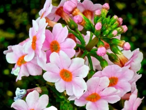 Primula japonica