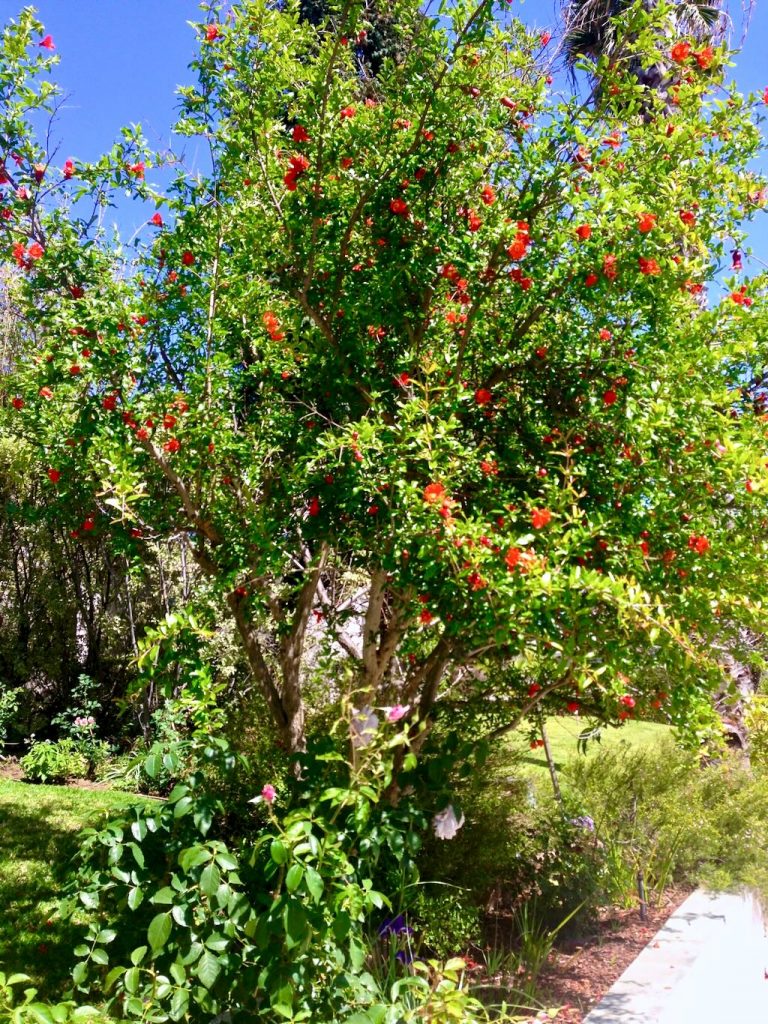 Punica granatum or Pomegranate