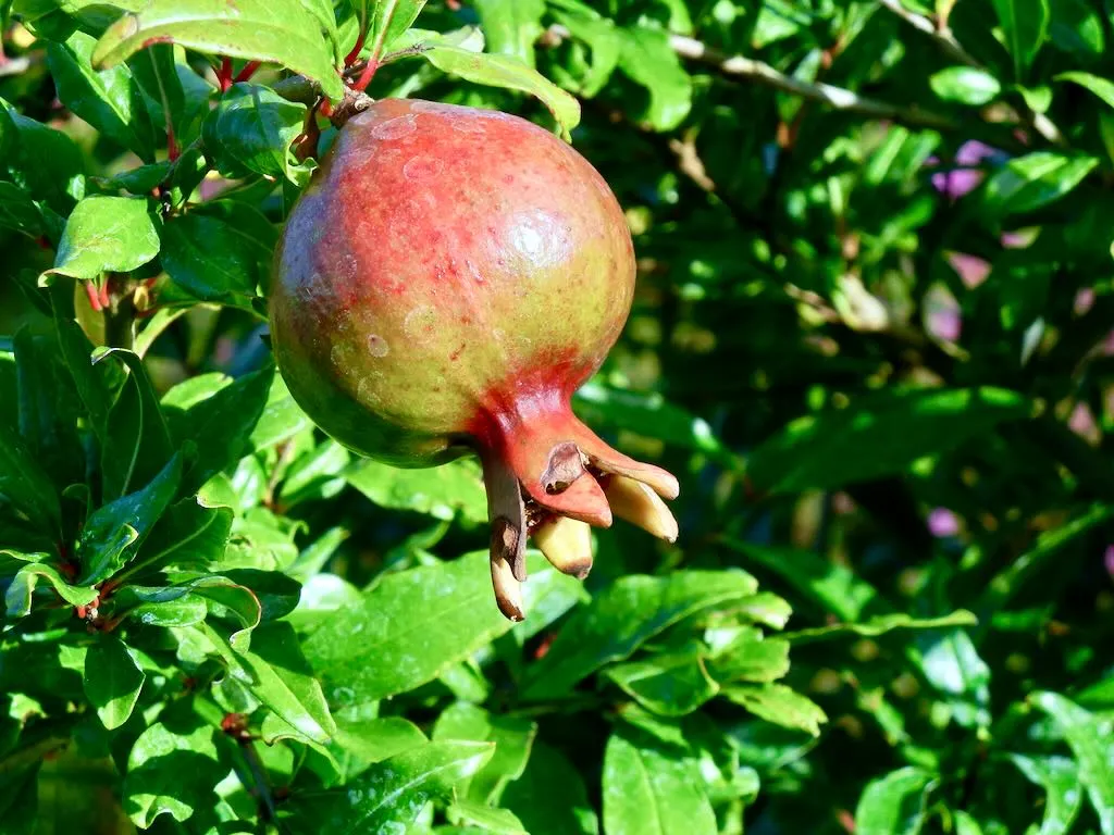 Punica granatum or Pomegranate