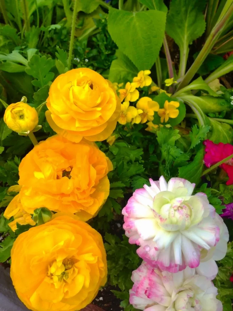 Ranunculus asiaticus
