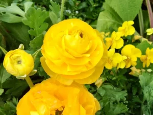 Ranunculus asiaticus