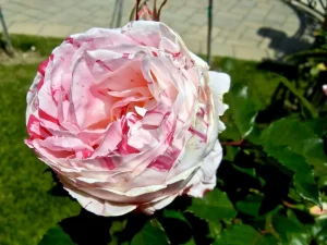 Rosa gallica 'Versicolor'