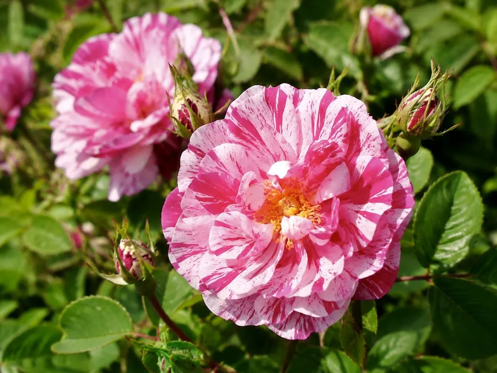 Rosa gallica'Versicolor'