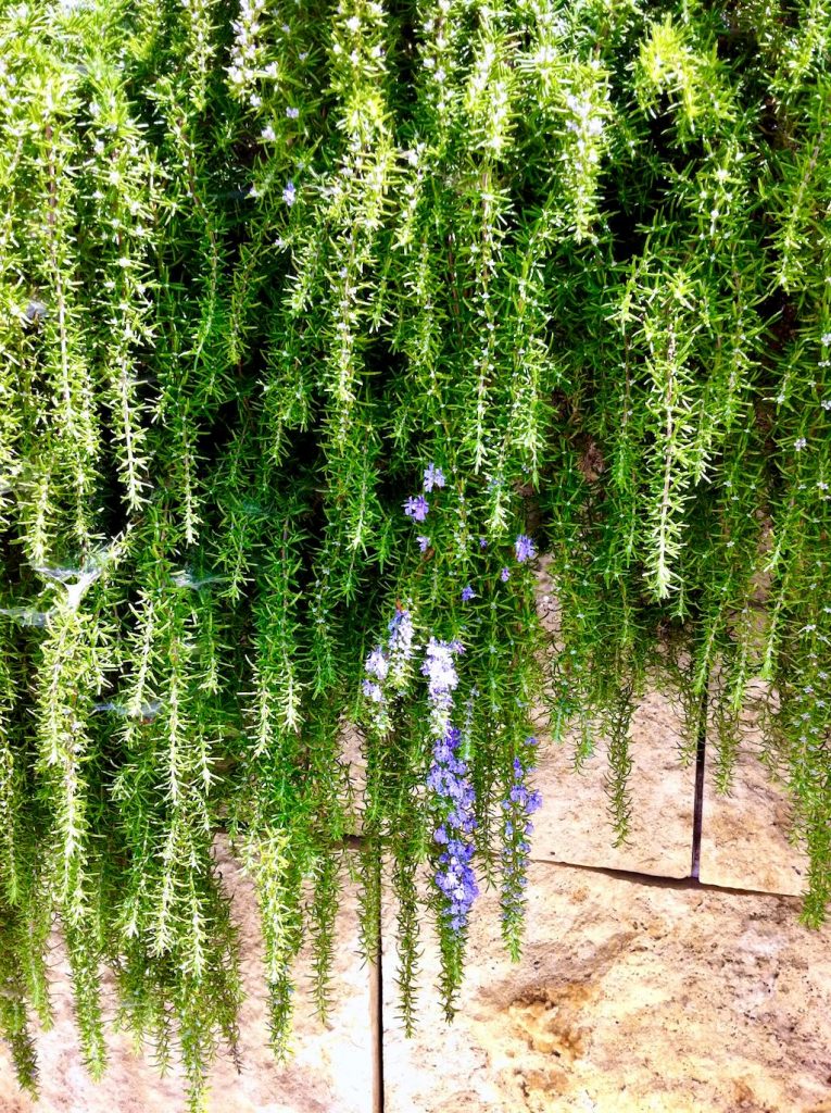 Rosmarinus officinalis Prostratus-1 - Online Flower Garden Rosmarinus officinalis'Prostratus' or Creeping Rosemary