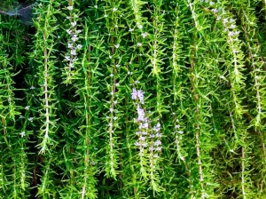 Rosmarinus officinalis 'Prostratus' or Creeping Rosemary
