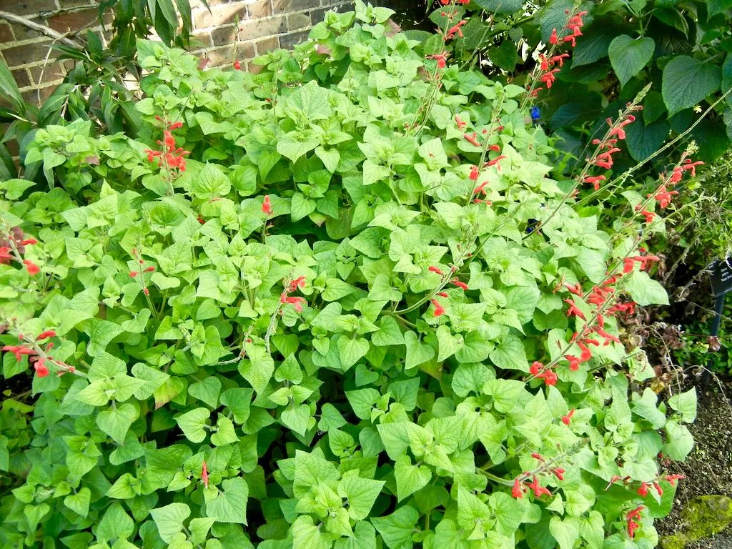 Salvia darcyi