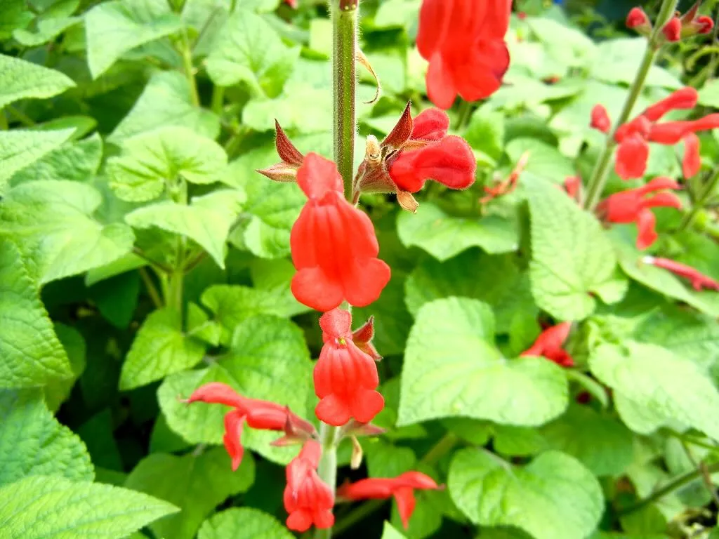 Salvia darcyi