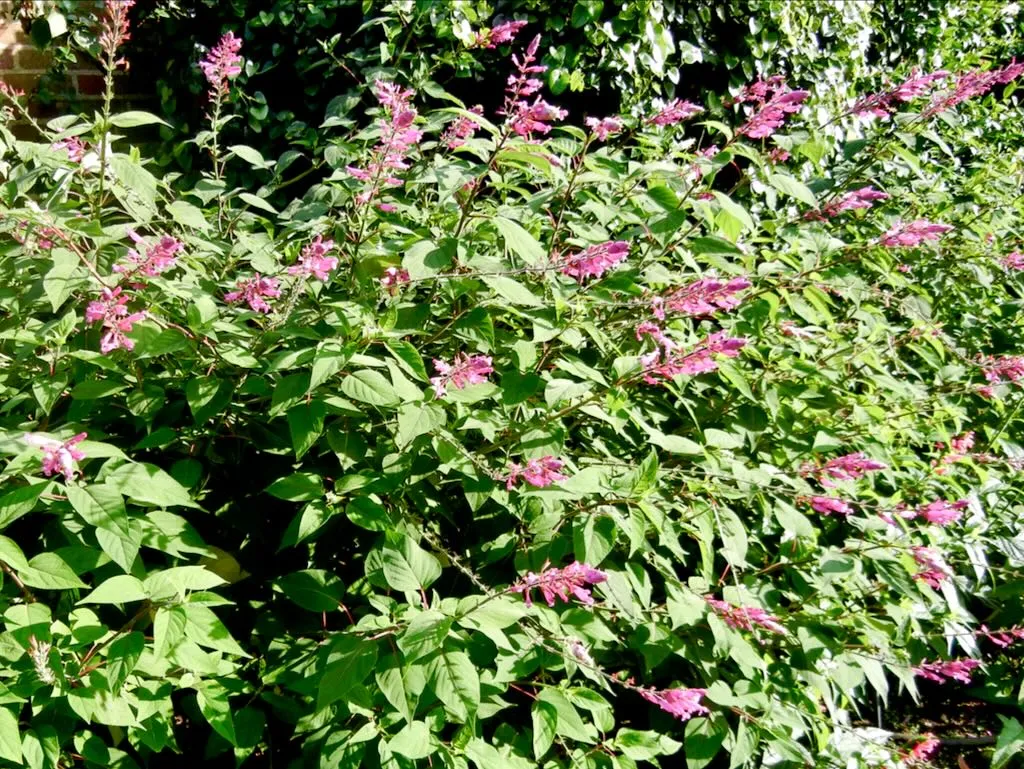 Salvia involucrata