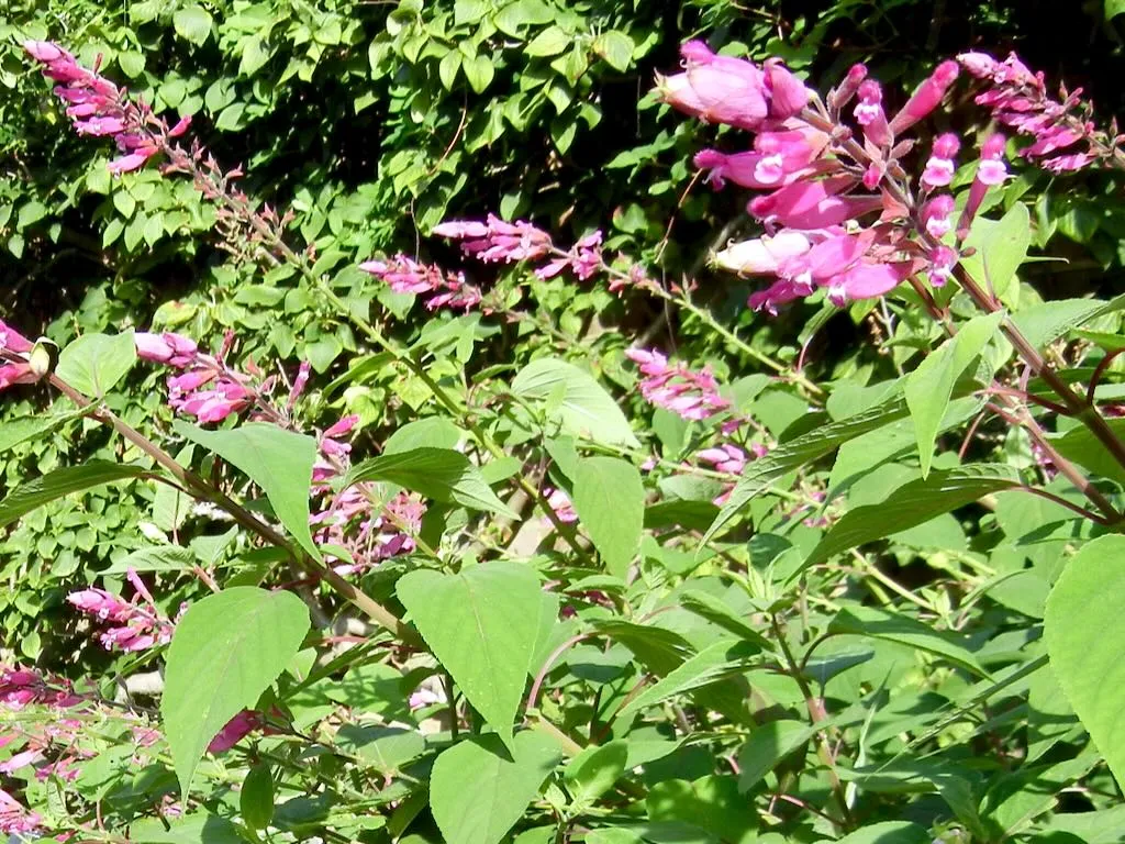 Salvia involucrata