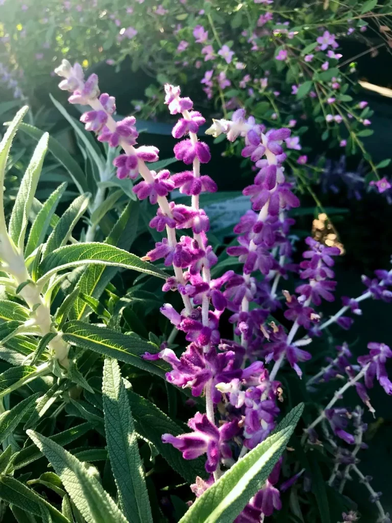 Salvia leucantha'Santa Barbara'