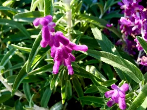 Salvia leucantha 'Santa Barbara'