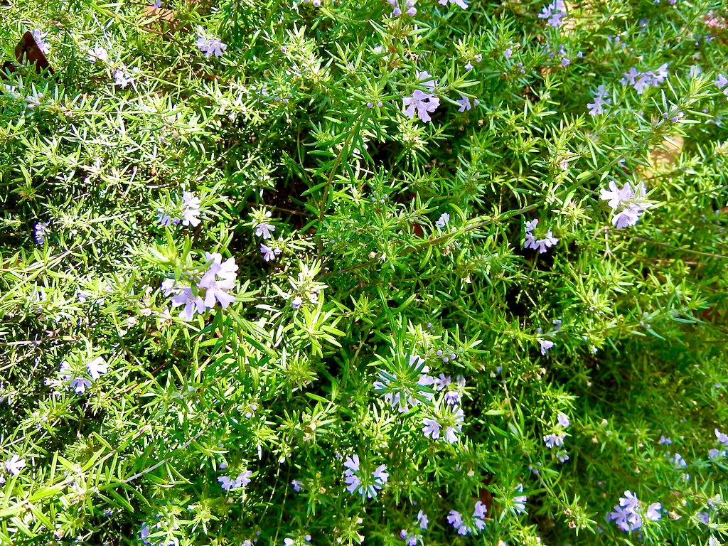 Satureja hortensis