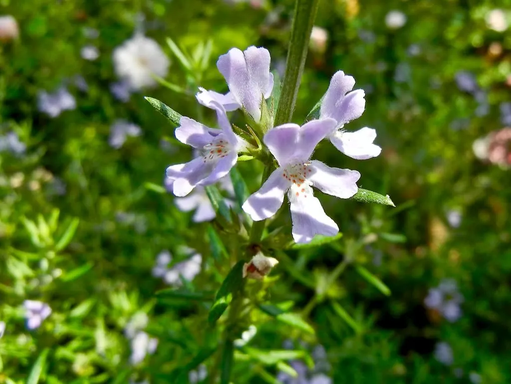 Satureja hortensis