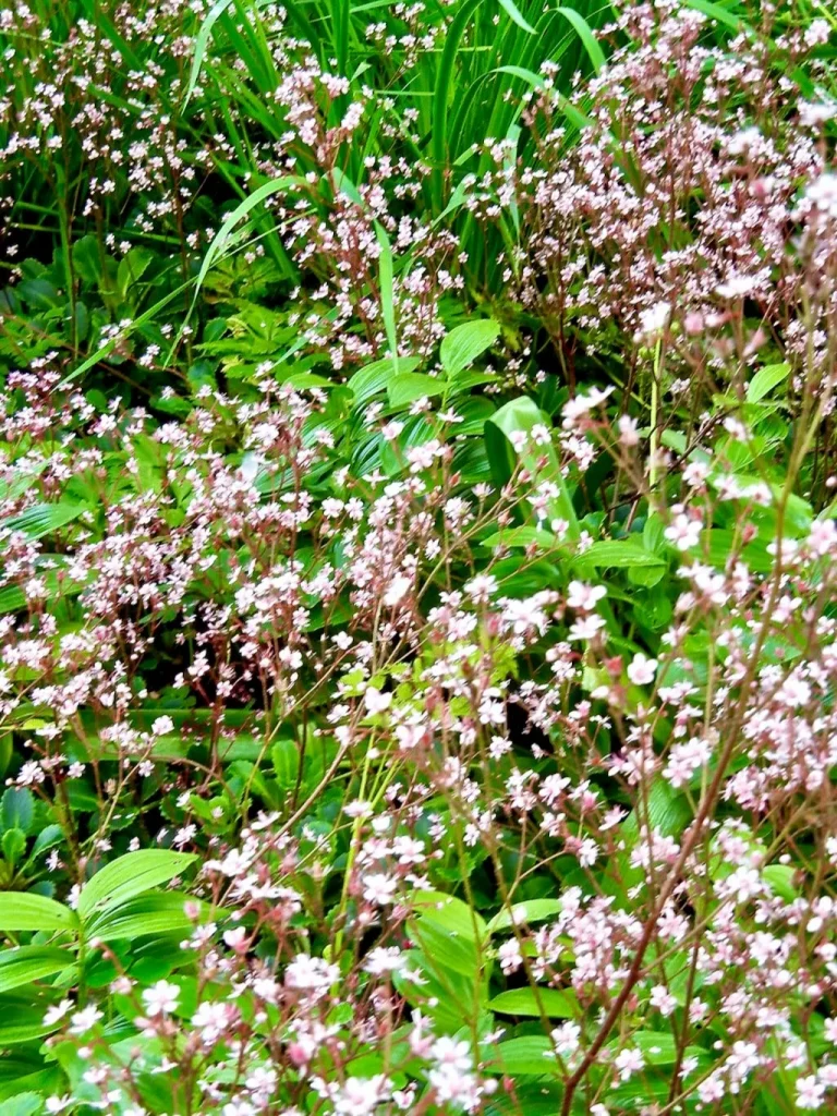 Saxifraga spathularis-1 - Online Flower Garden Saxifraga spathularis