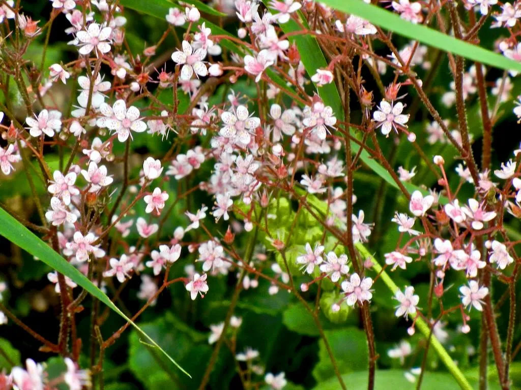 Saxifraga spathularis - Online Flower Garden Saxifraga spathularis
