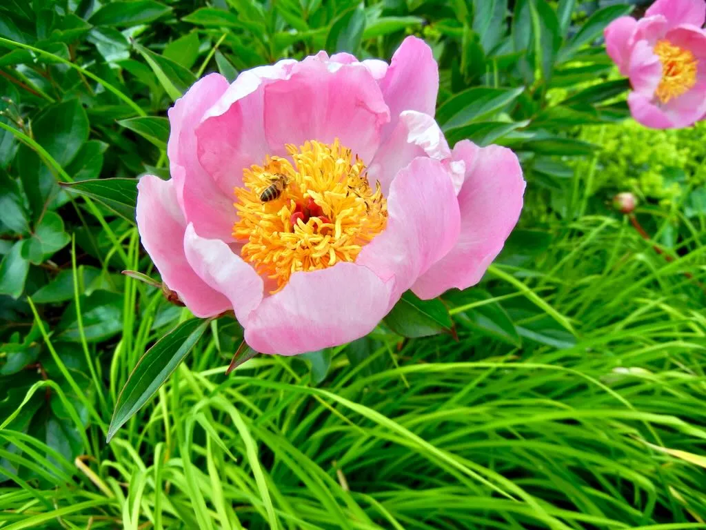 Sculptures by the Lake- Peony - Online Flower Garden Peony Sculptures by the Lake