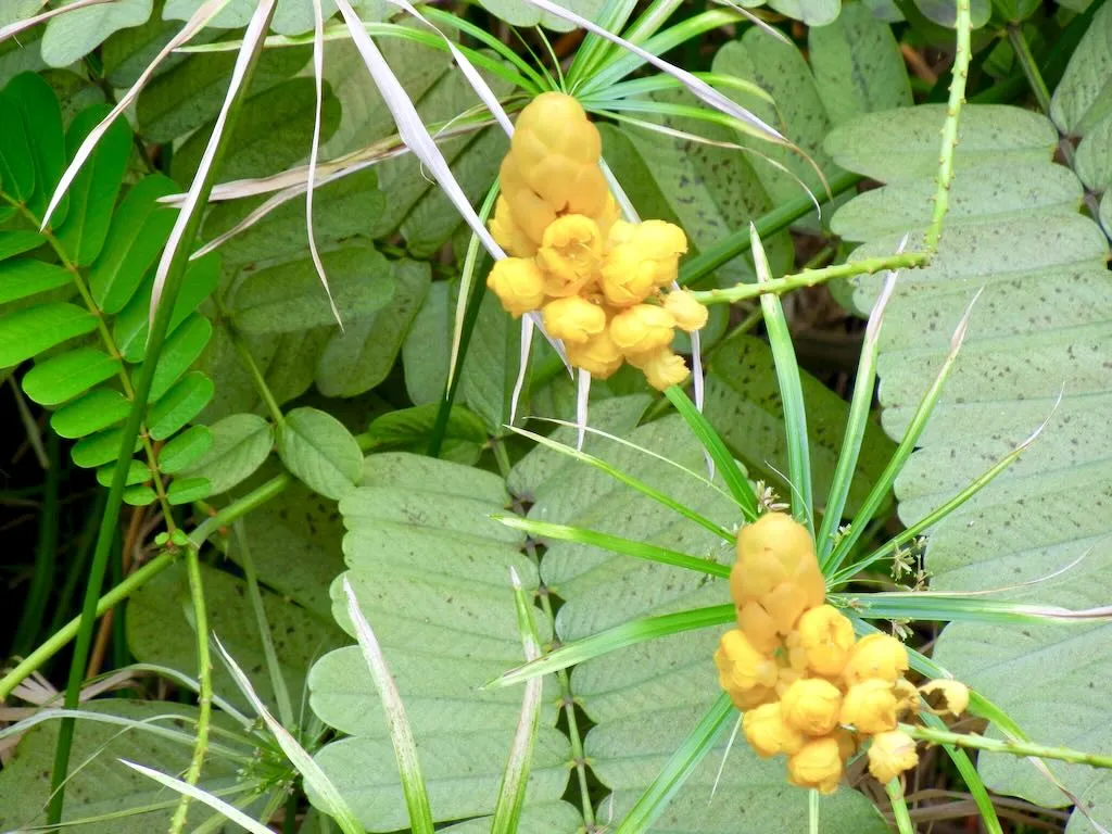 Senna alata - Online Flower Garden Senna alata at Tahiti Ia Ora Beach Resort Garden