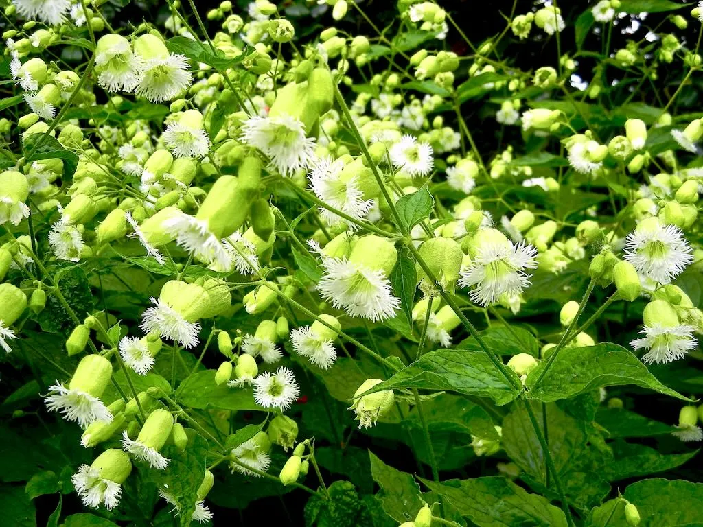 Silene stellata-1 - Online Flower Garden Silene stellata
