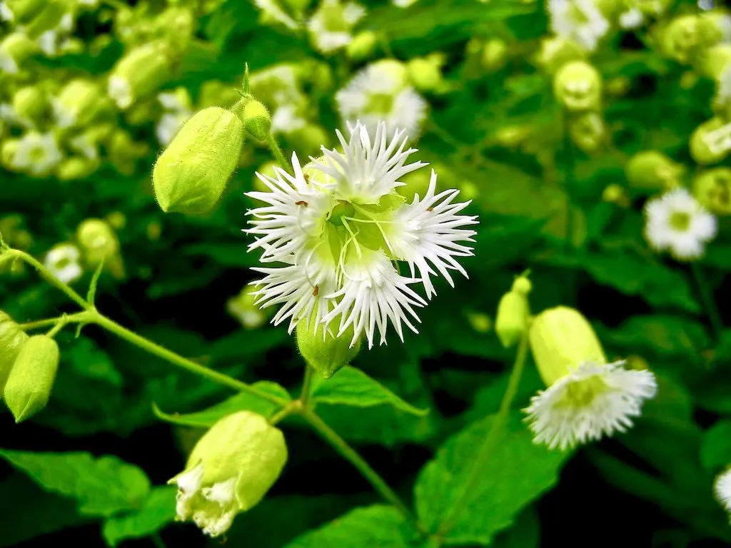 Caryophyllaceae Silene stellata