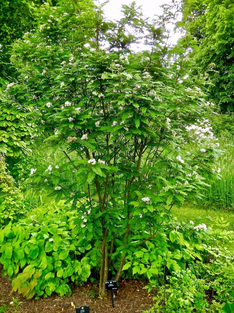 Sorbus koehneana-1 - Online Flower Garden Sorbus koehneana