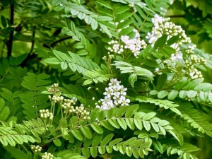 Sorbus koehneana