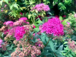 Spiraea japonica 'Anthony Waterer'
