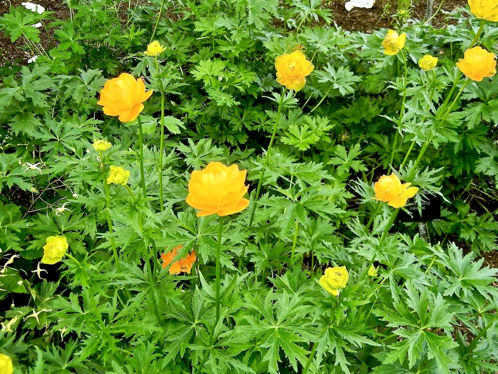 Trollius altaicus-1 - Online Flower Garden Trollius altaicus
