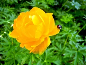 Trollius altaicus