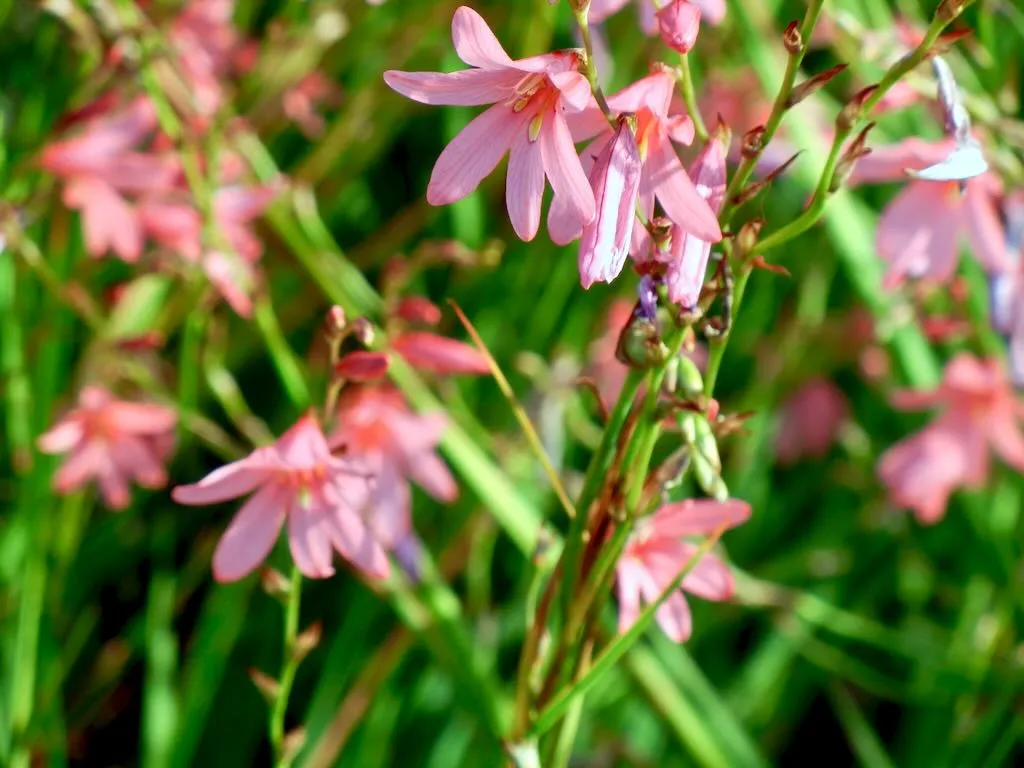 Watsonia borbonica 'Peach Glow'