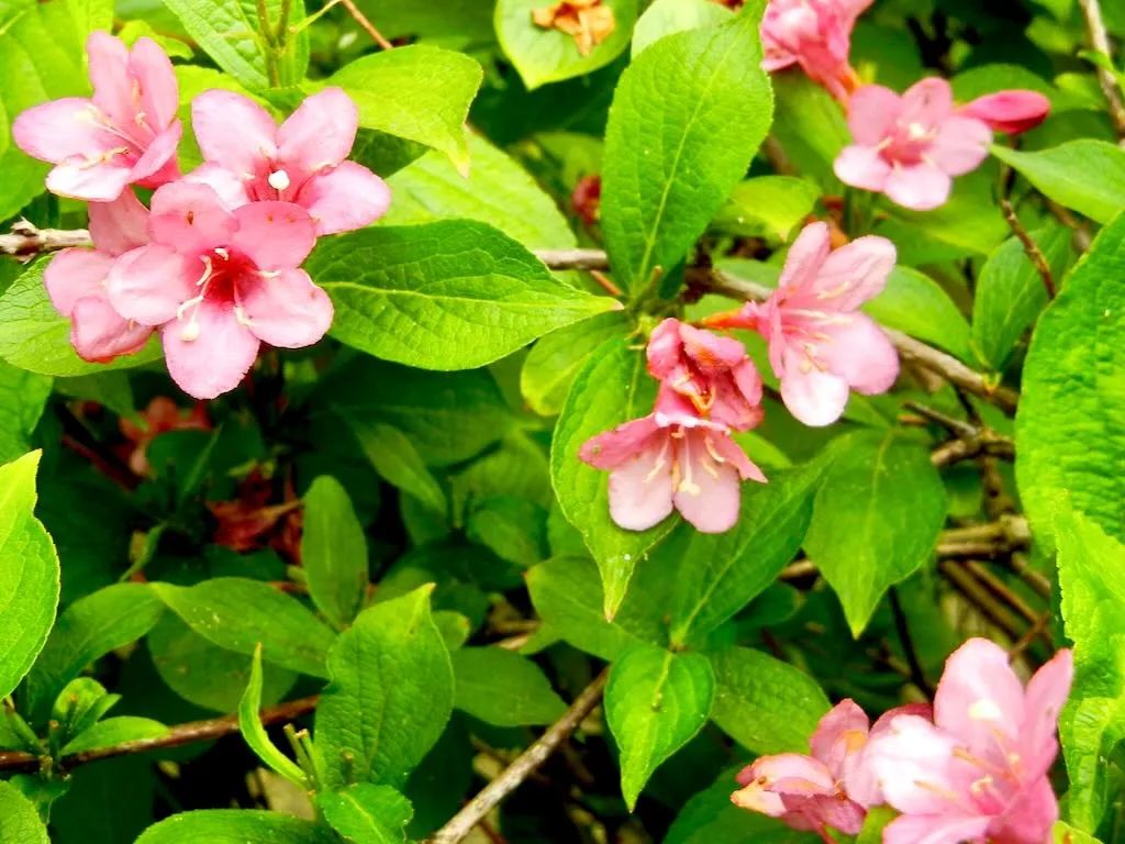 Weigela florida - Online Flower Garden Caprifoliaceae Weigela Florida