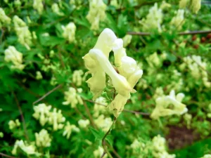 Aconitum lycoctonum subsp. vulparia