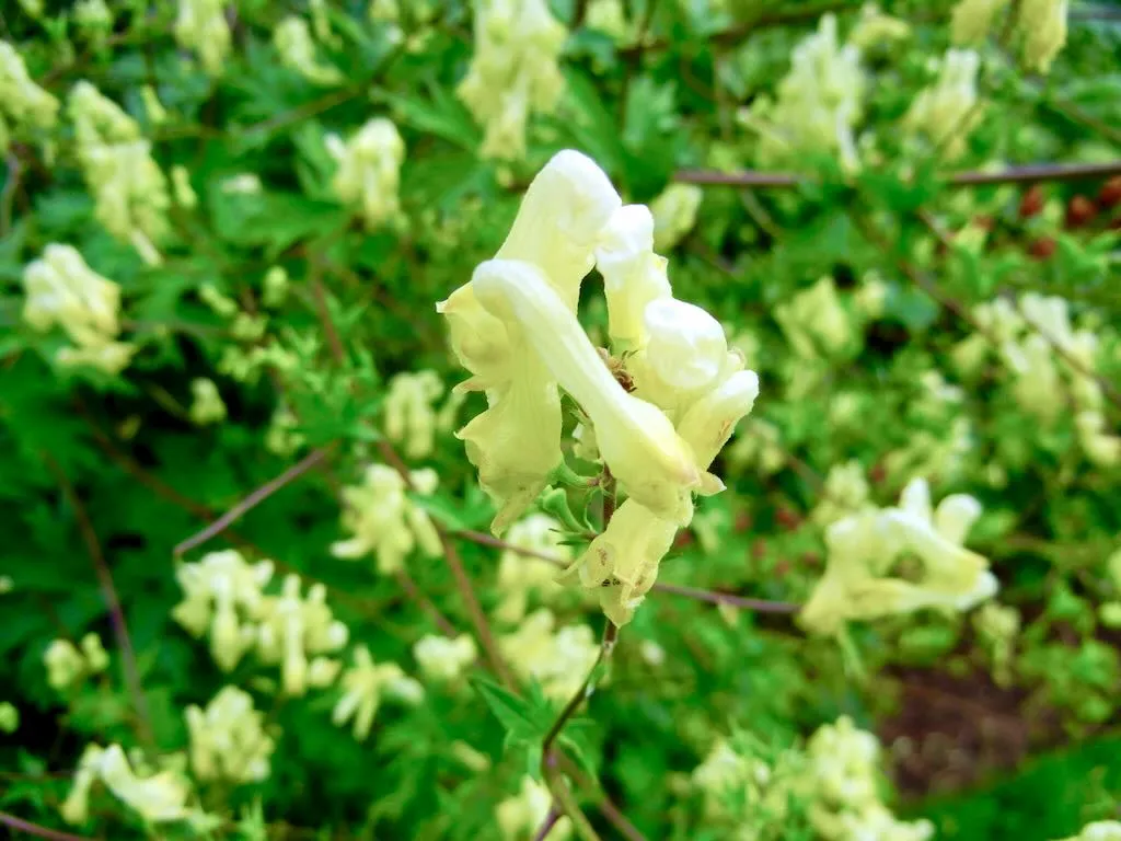 Aconitum lycoctonum subsp vulparia - Online Flower Garden Aconitum lycoctonum subsp. vulparia