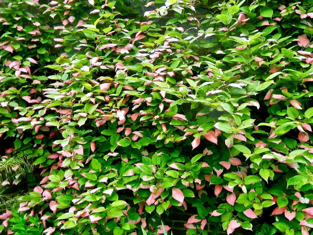 Actinidia kolomikta-1 - Online Flower Garden Actinidiaceae Actinidia kolomikta