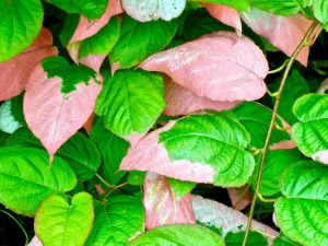 Actinidia kolomikta