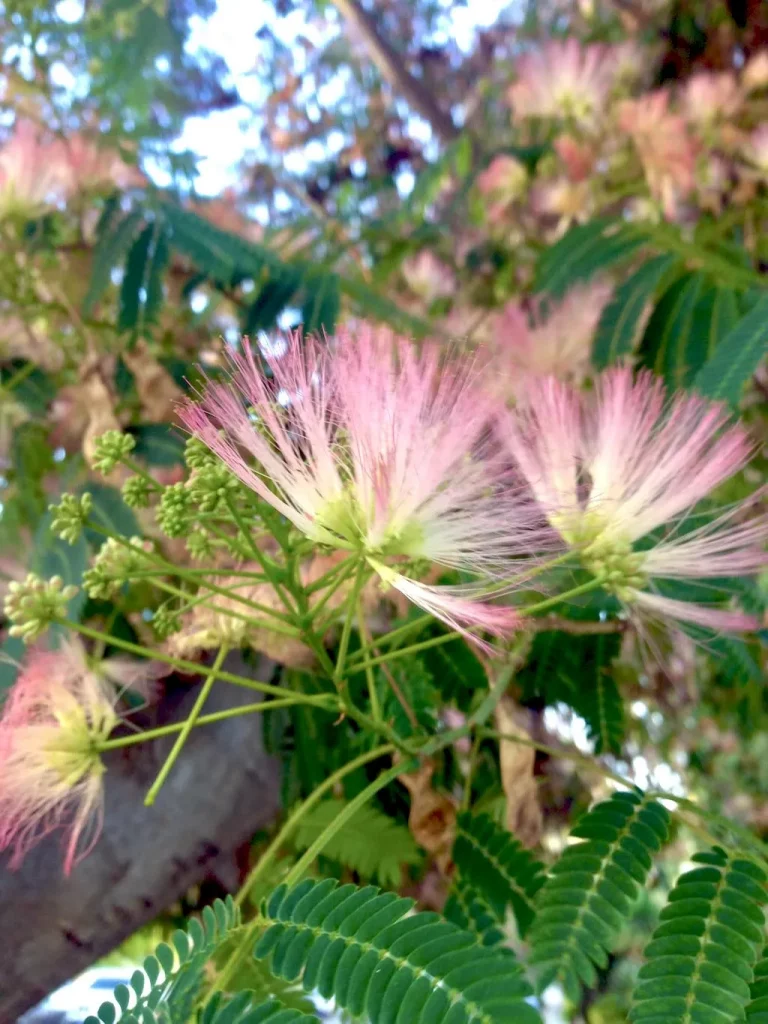 Albizia julibrissin