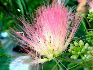 Albizia julibrissin