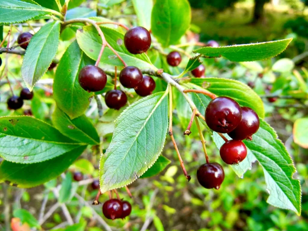 Aronia melanocarpa