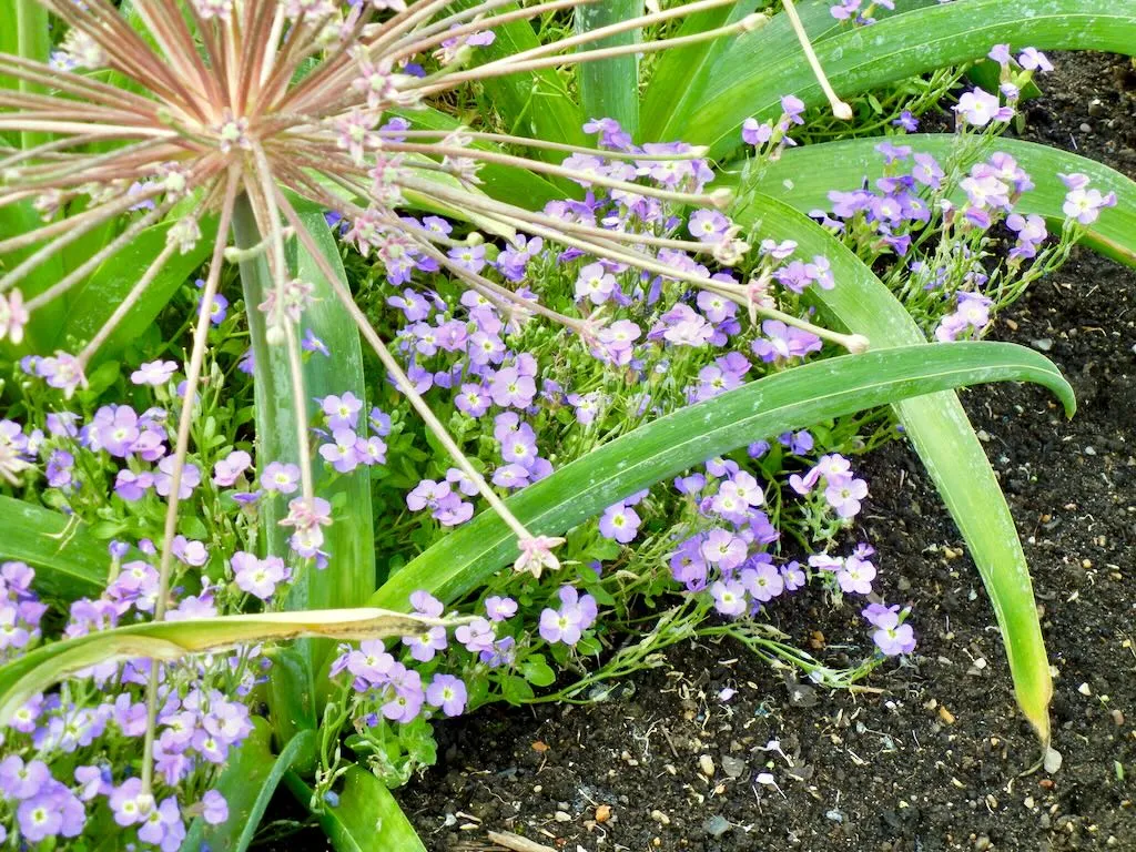 Aubrieta Axcent Glacier Light Blue-1 - Online Flower Garden Aubrieta'Axcent Glacier Light Blue'