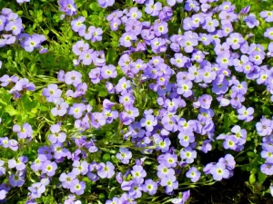 Aubrieta 'Axcent Glacier Light Blue'