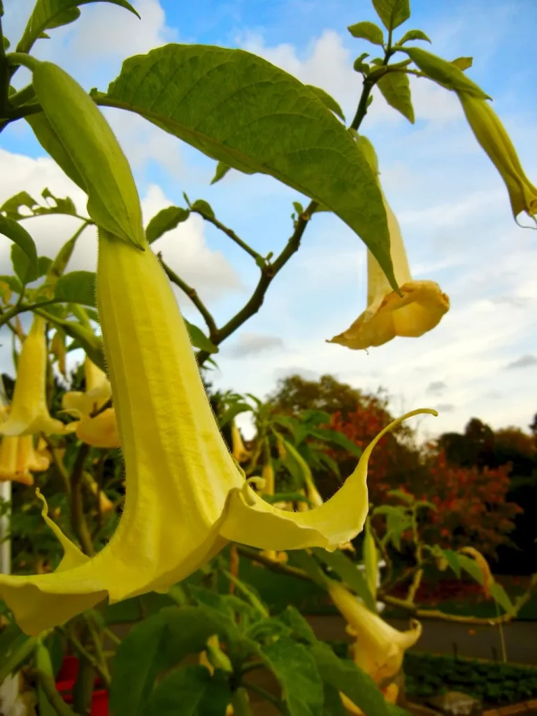 Brugmansia x candida 'Grand Marnier'