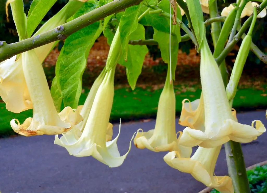 Brugmansia x candida 'Grand Marnier'
