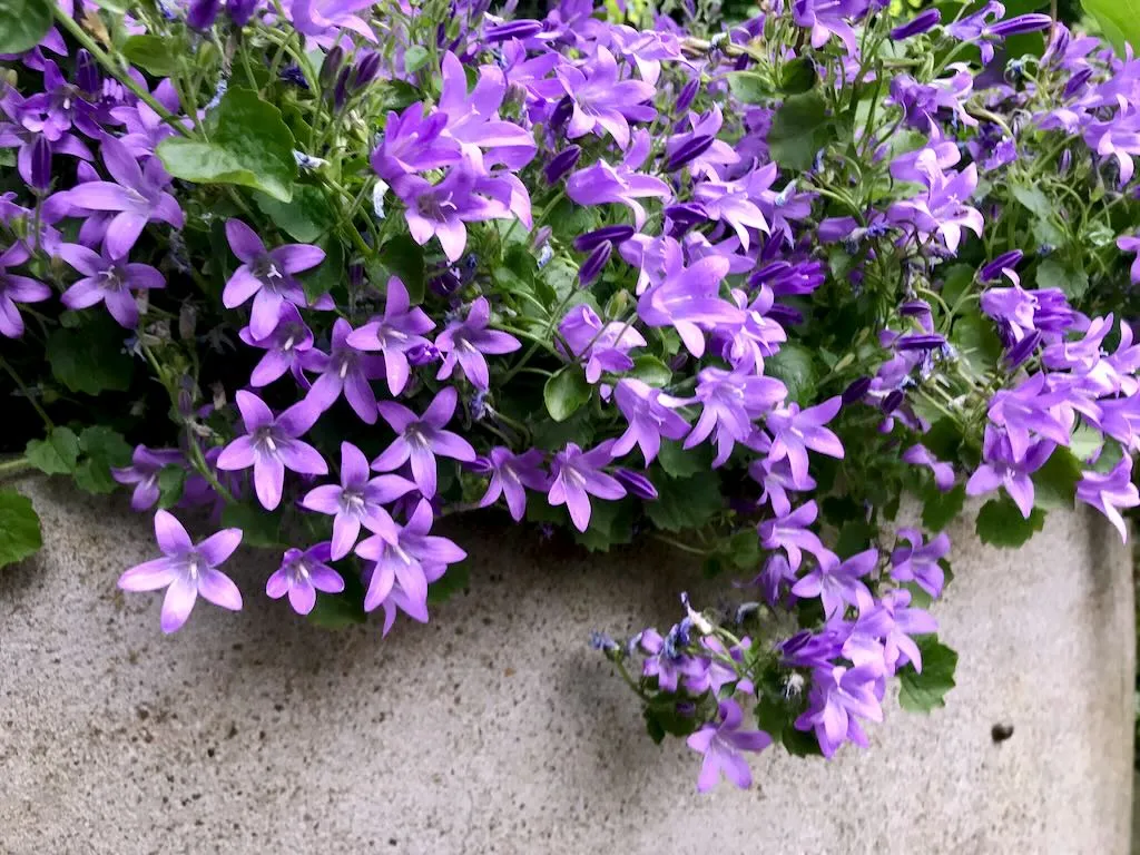 Campanula poscharskyana
