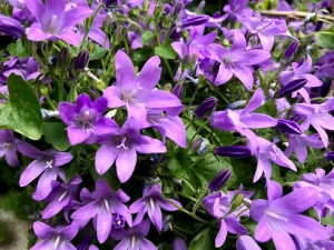 Campanula poscharskyana