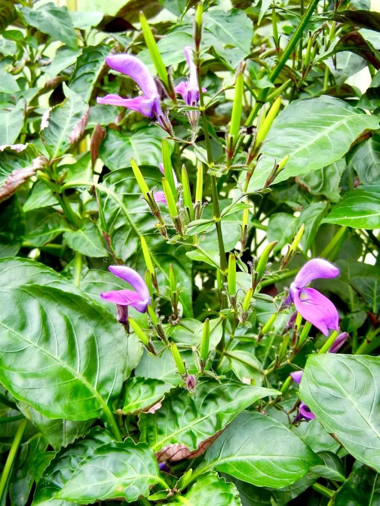 Centrosema virginianum