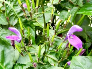 Centrosema virginianum