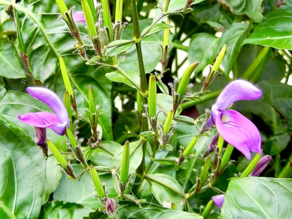 Centrosema virginianum