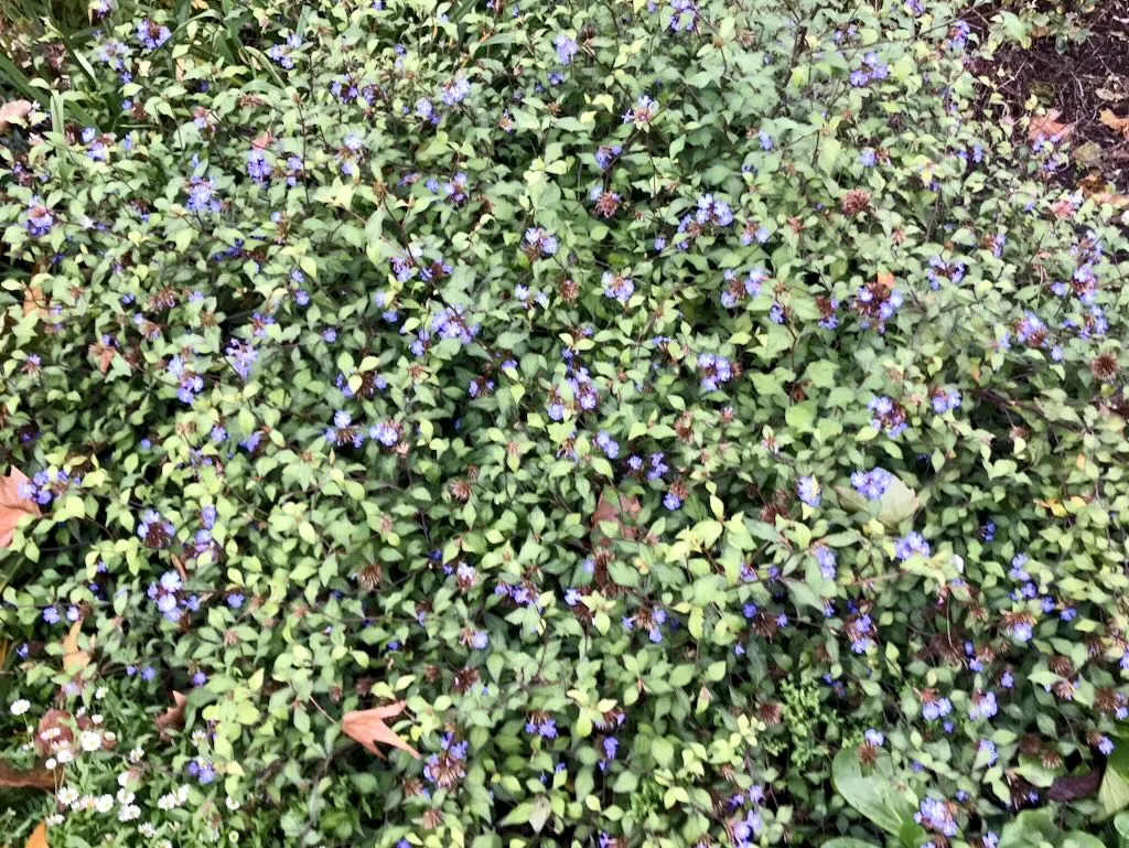 Ceratostigma plumbaginoides